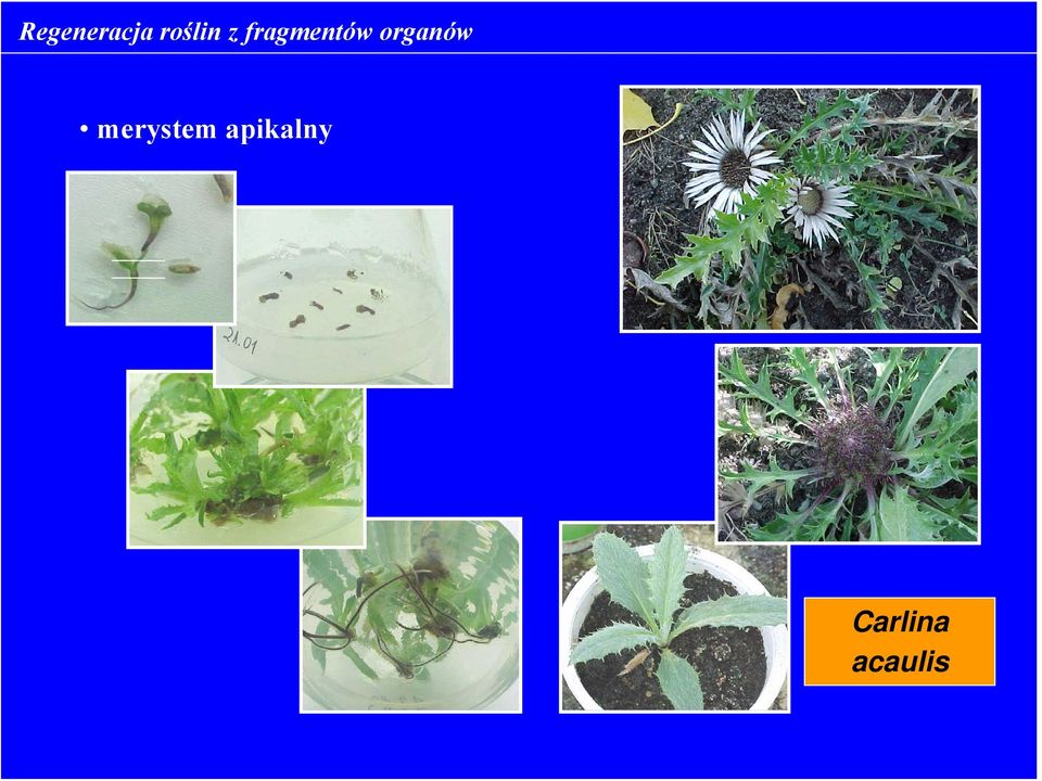 organów merystem