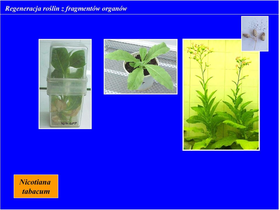 fragmentów