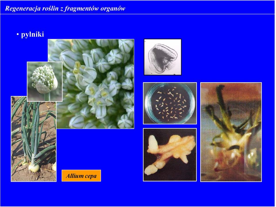 fragmentów