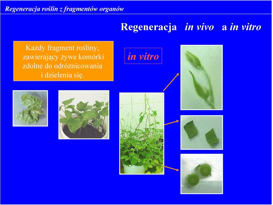 fragment rośliny, zawierający żywe komórki