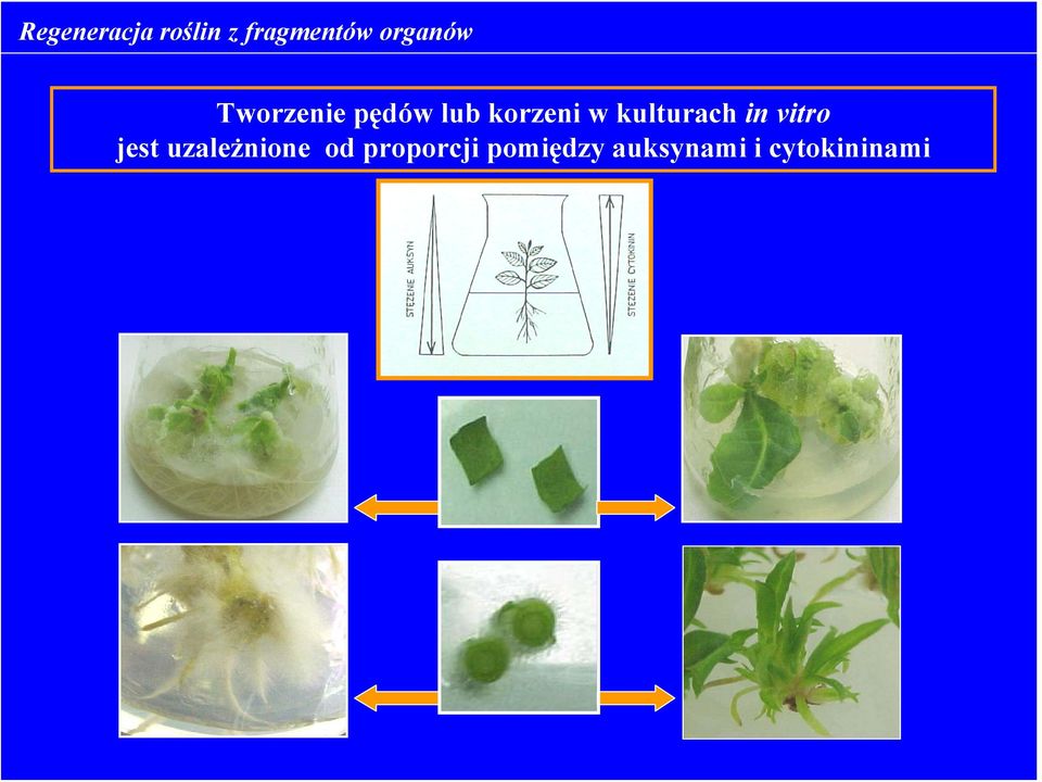 kulturach in vitro jest uzależnione