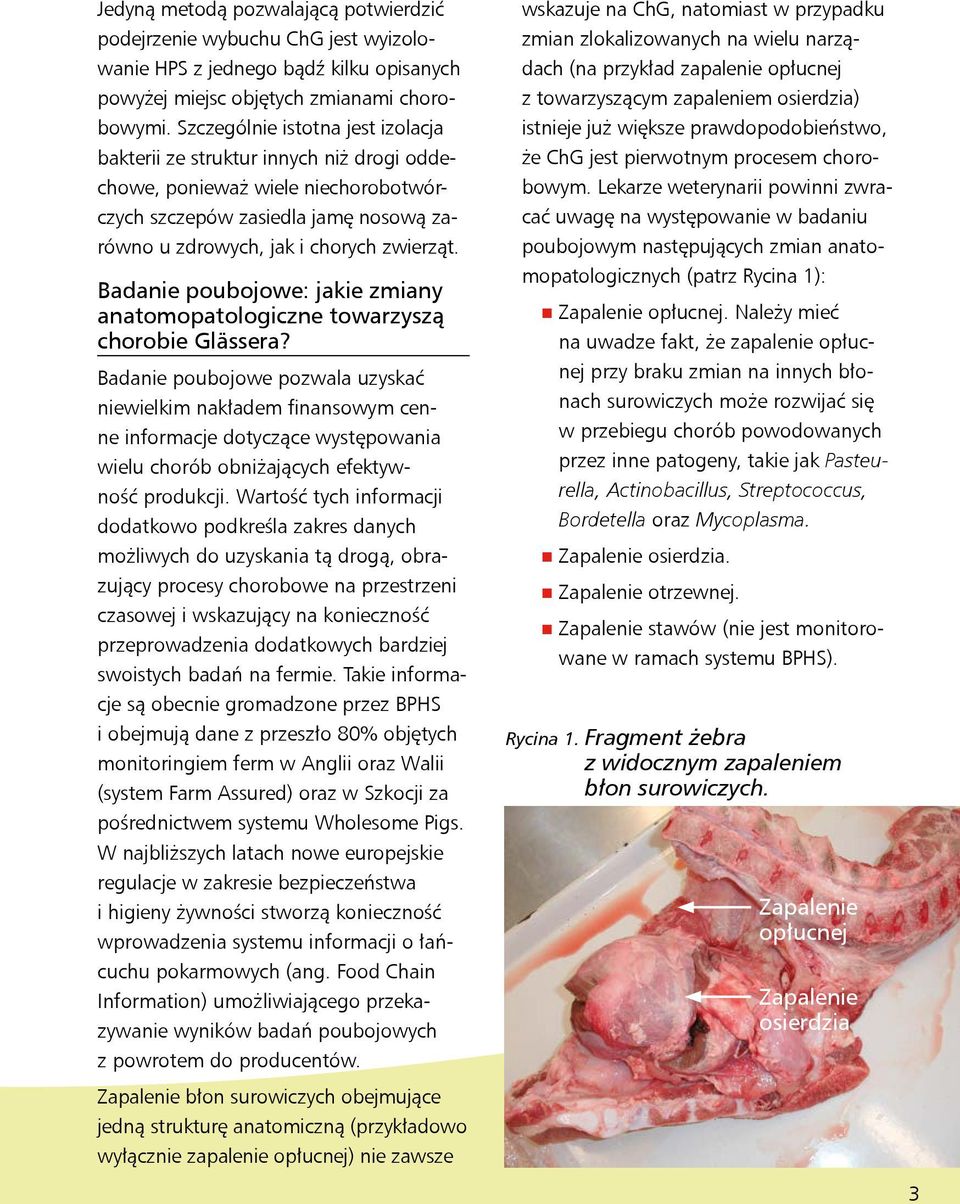 Badanie poubojowe: jakie zmiany anatomopatologiczne towarzyszą chorobie Glässera?