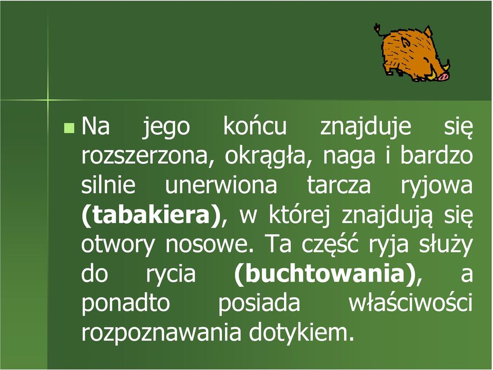 znajdują się otwory nosowe.