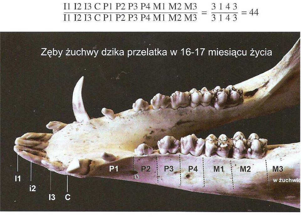 następującej formule:3143/3143.