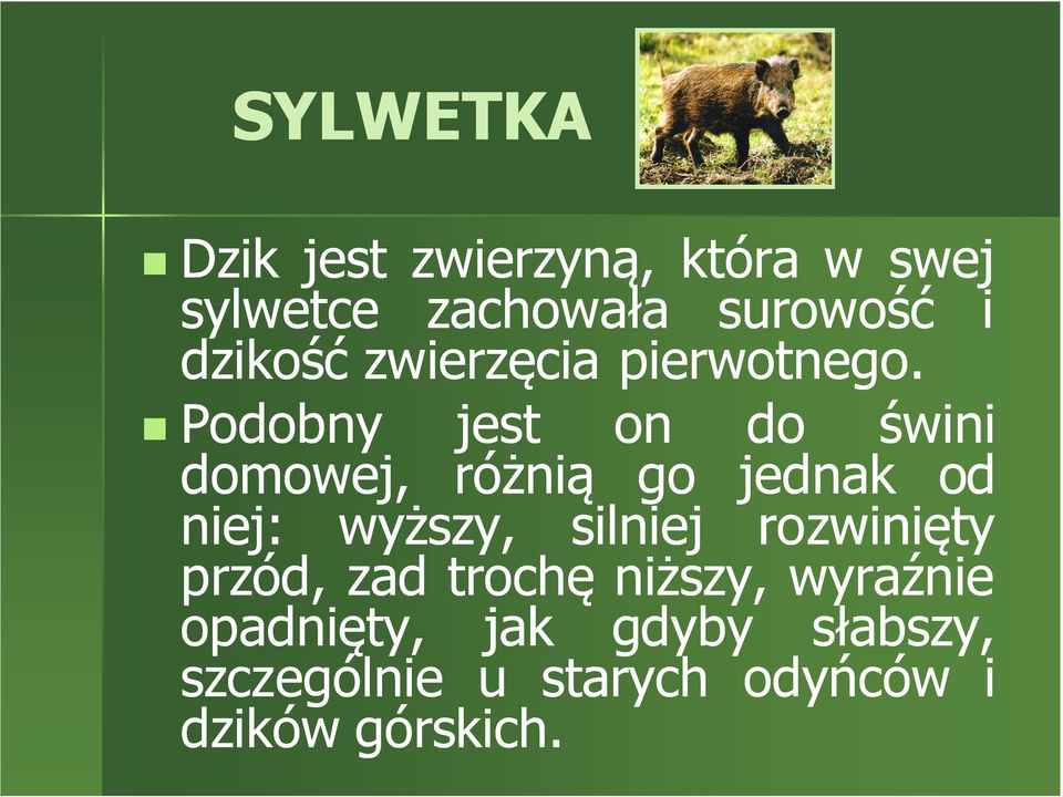 Podobny jest on do świni domowej, różnią go jednak od niej: wyższy, silniej