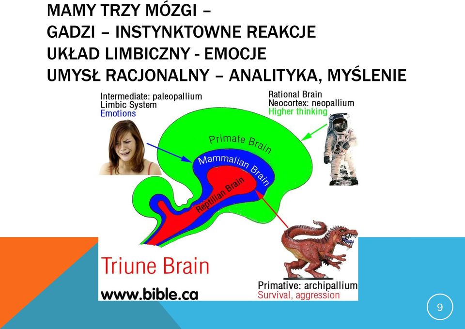 LIMBICZNY - EMOCJE UMYSŁ