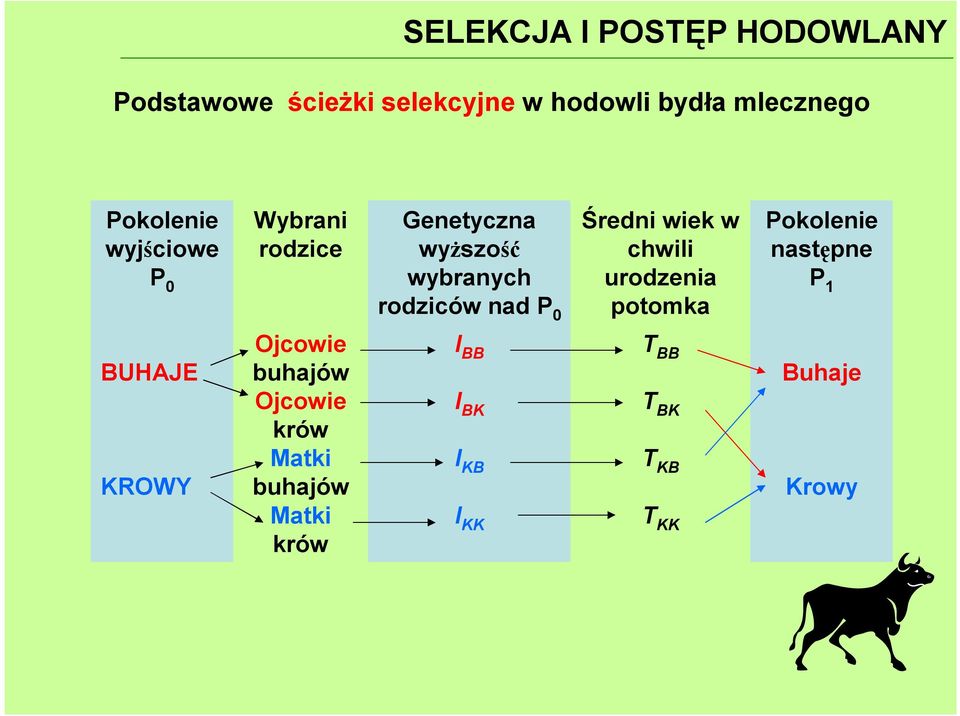 chwili udzenia ptka Pklenie następne P 1 BUHAJE KROWY Ojcwie buhajów