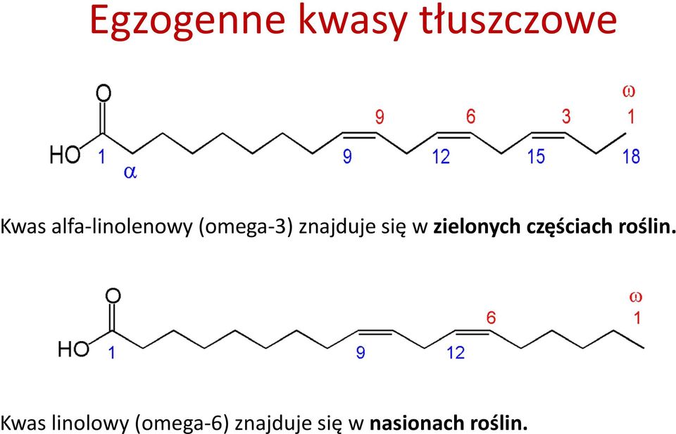 w zielonych częściach roślin.