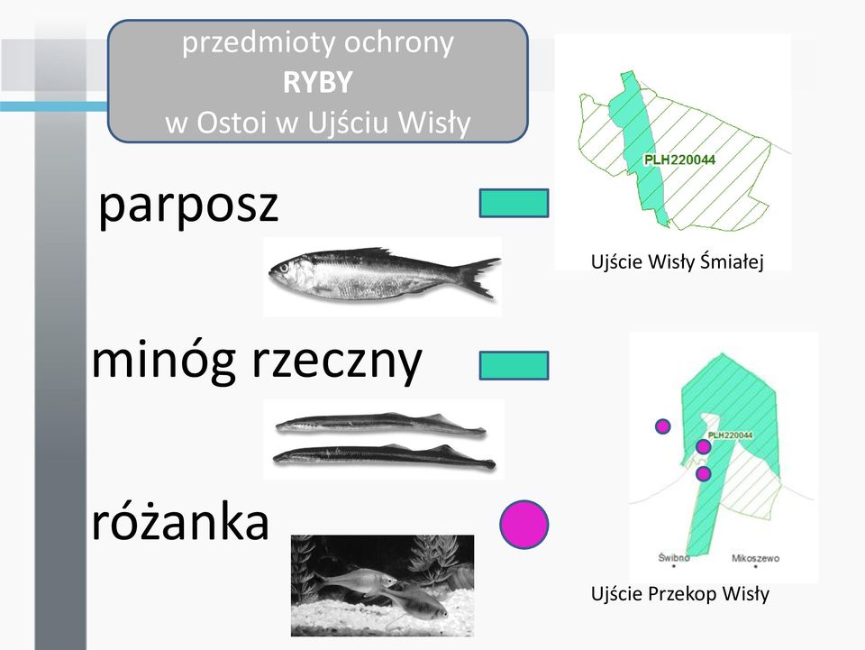 Ujście Wisły Śmiałej minóg