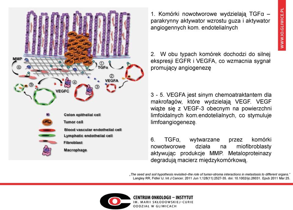 VEGF wiąże się z VEGF-3 obecnym na powierzchni limfoidalnych kom.endotelialnych, co stymuluje limfoangiogenezę. 6.