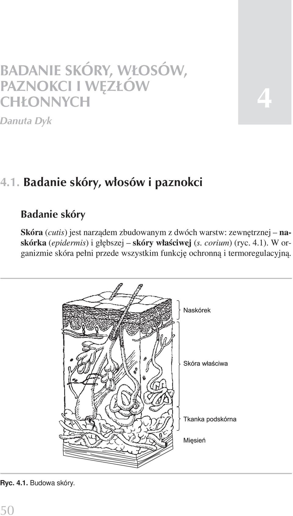 dwóch warstw: zewnętrznej naskórka (epidermis) i głębszej skóry właściwej (s.