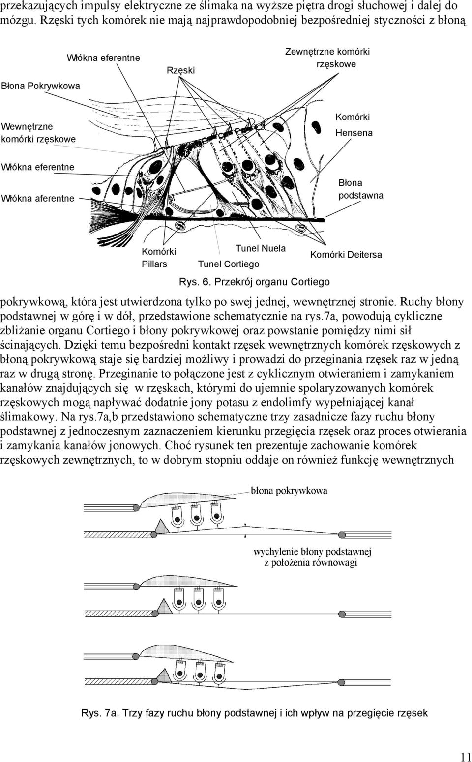 Włókna eferentne Włókna aferentne Błona podstawna Komórki Pillars Tunel Cortiego Tunel Nuela Rys. 6.