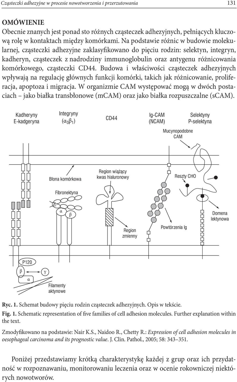 komórkowego, cząsteczki CD44. Budowa i właściwości cząsteczek adhezyjnych wpływają na regulację głównych funkcji komórki, takich jak różnicowanie, proliferacja, apoptoza i migracja.