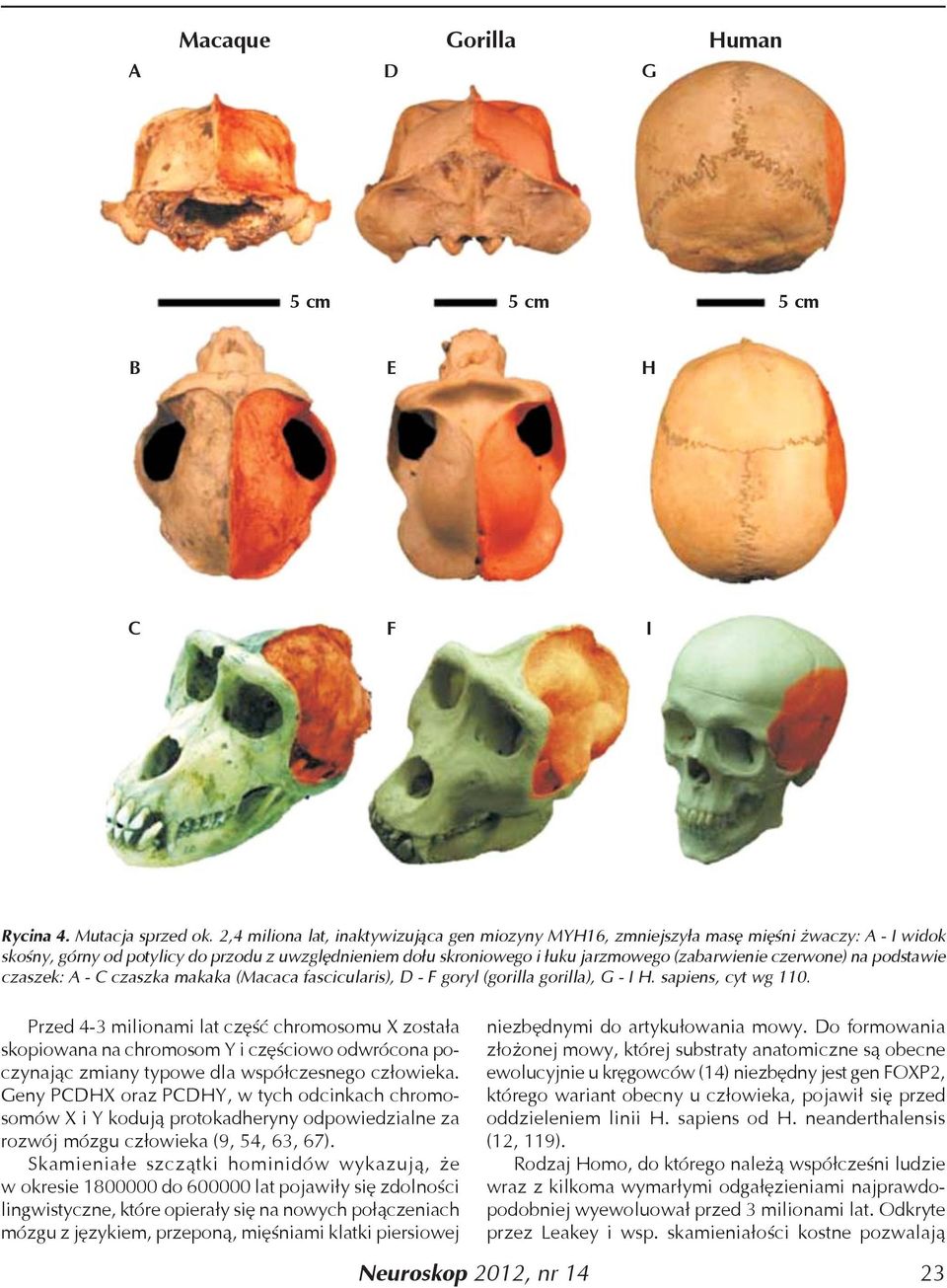 czerwone) na podstawie czaszek: A - C czaszka makaka (Macaca fascicularis), D - F goryl (gorilla gorilla), G - I H. sapiens, cyt wg 110.