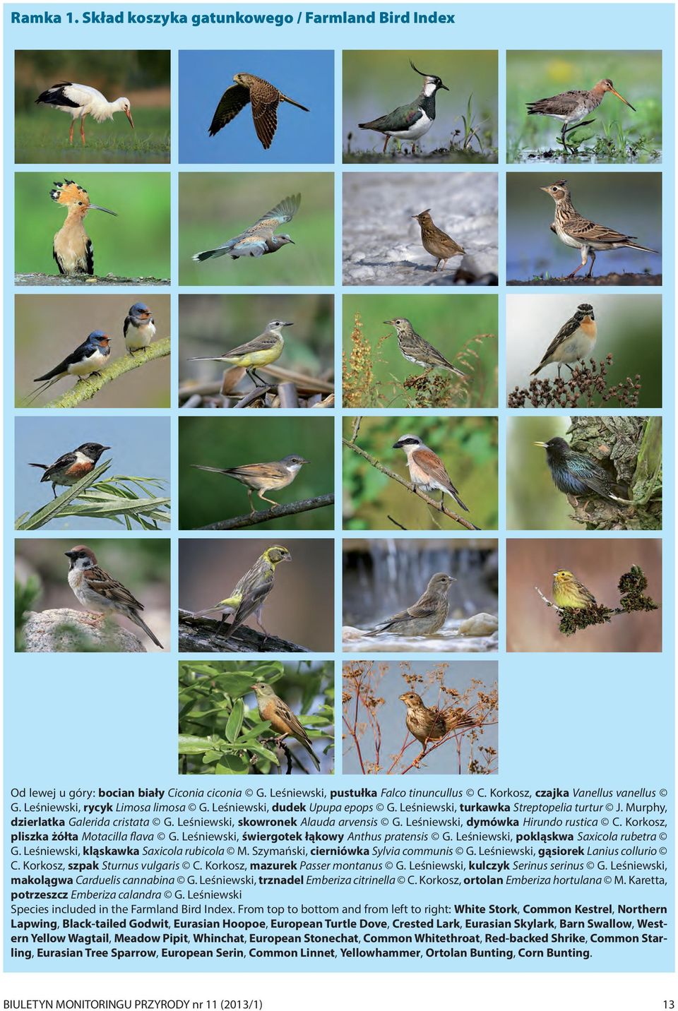 Leśniewski, dymówka Hirundo rustica C. Korkosz, pliszka żółta Motacilla flava G. Leśniewski, świergotek łąkowy Anthus pratensis G. Leśniewski, pokląskwa Saxicola rubetra G.