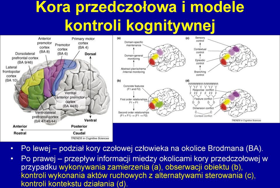 Po prawej przepływ informacji miedzy okolicami kory przedczołowej w przypadku