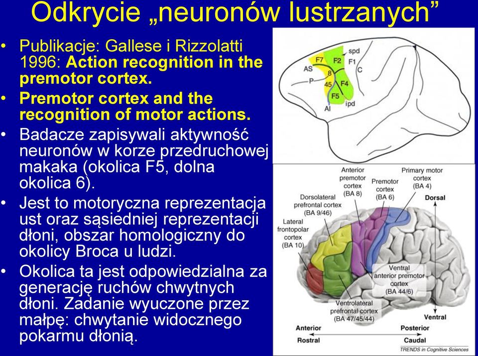 Badacze zapisywali aktywność neuronów w korze przedruchowej makaka (okolica F5, dolna okolica 6).