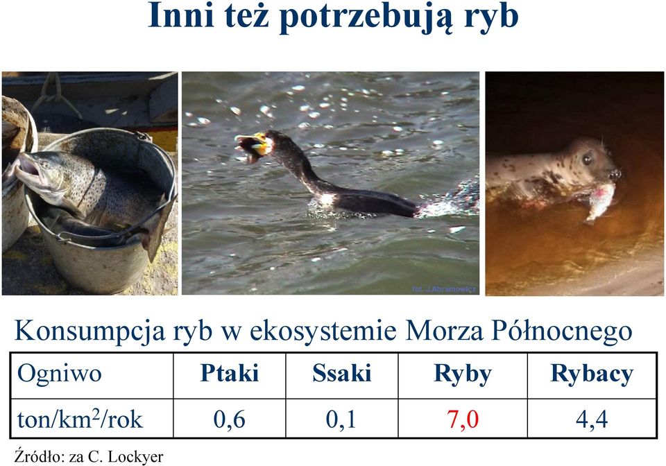 Ogniwo Ptaki Ssaki Ryby Rybacy ton/km
