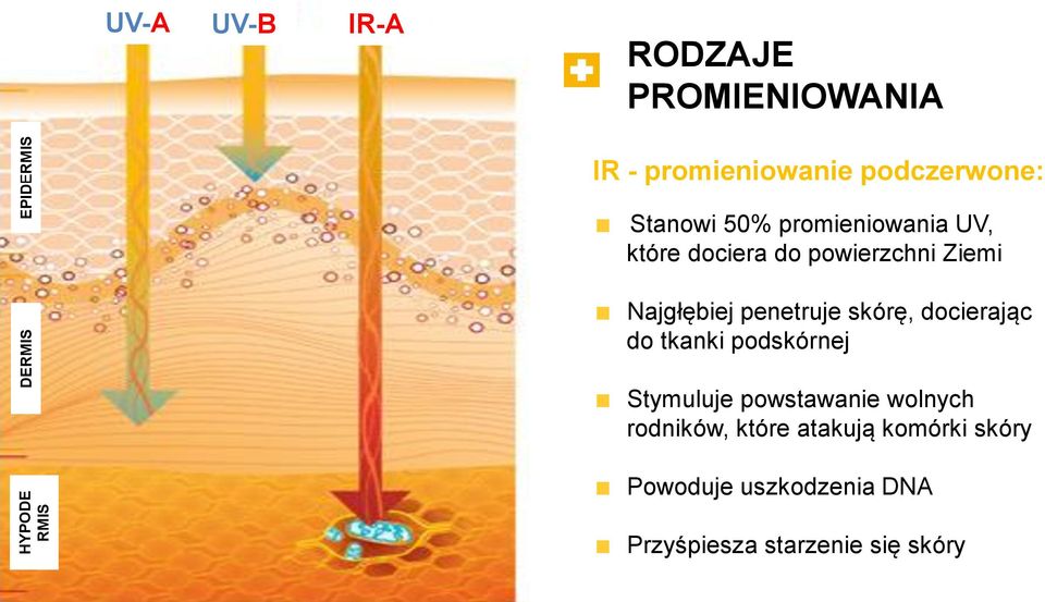 Najgłębiej penetruje skórę, docierając do tkanki podskórnej Stymuluje powstawanie