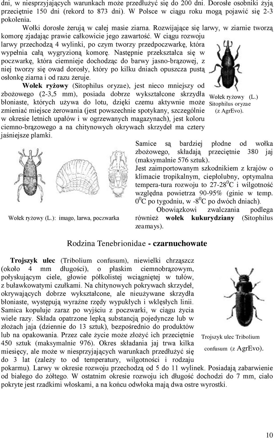 wypełnia całą wygryzioną komorę Następnie przekształca się w poczwarkę, która ciemnieje dochodząc do barwy jasno-brązowej, z niej tworzy się owad dorosły, który po kilku dniach opuszcza pustą osłonkę