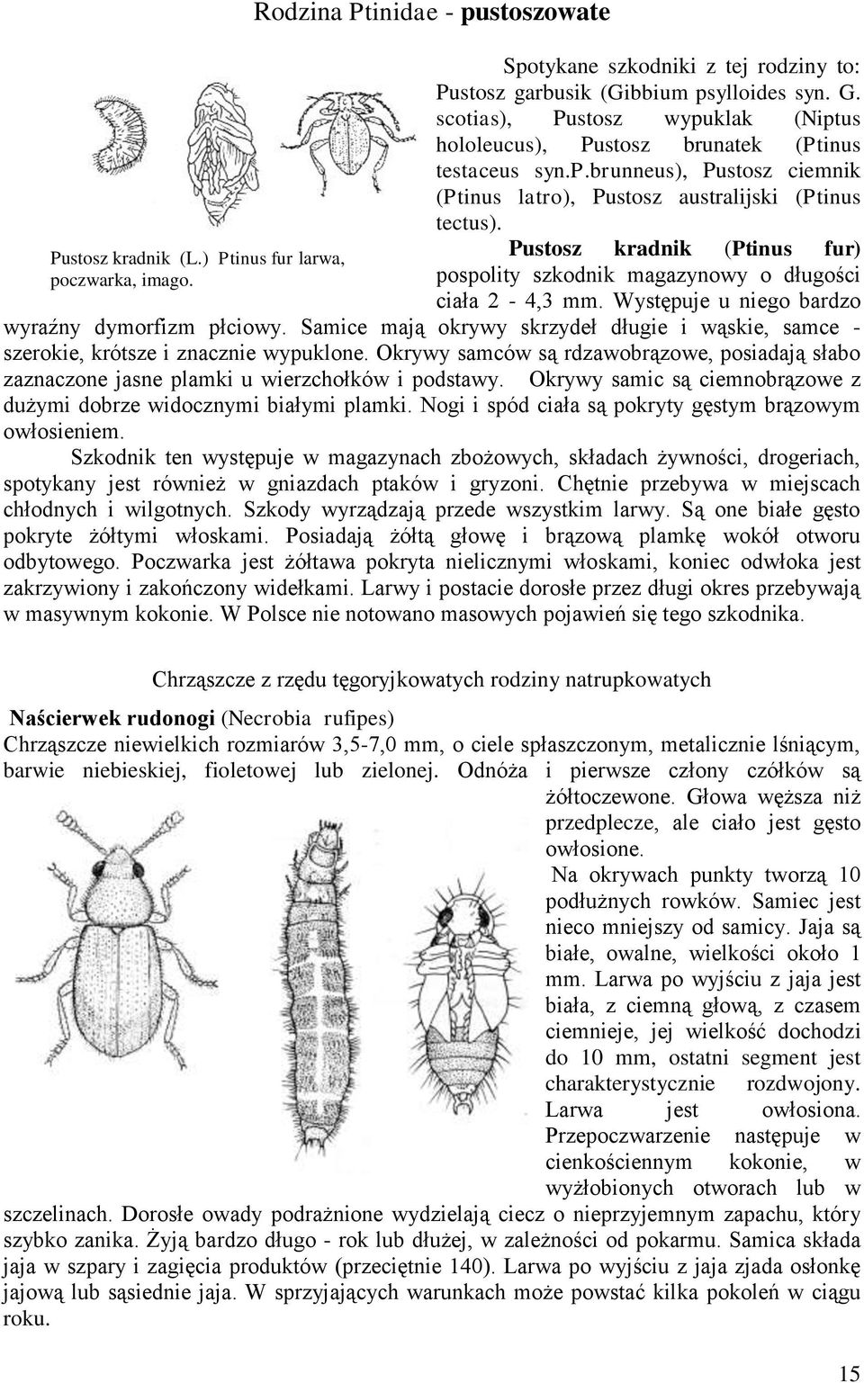 długości ciała 2-4,3 mm Występuje u niego bardzo wyraźny dymorfizm płciowy Samice mają okrywy skrzydeł długie i wąskie, samce - szerokie, krótsze i znacznie wypuklone Okrywy samców są rdzawobrązowe,