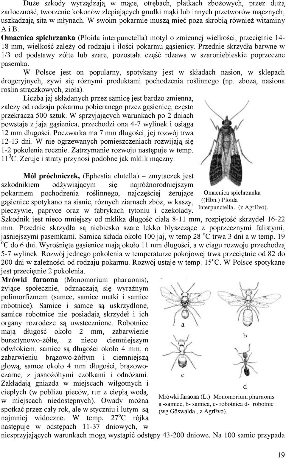 gąsienicy Przednie skrzydła barwne w 1/3 od podstawy żółte lub szare, pozostała część rdzawa w szaroniebieskie poprzeczne pasemka W Polsce jest on popularny, spotykany jest w składach nasion, w