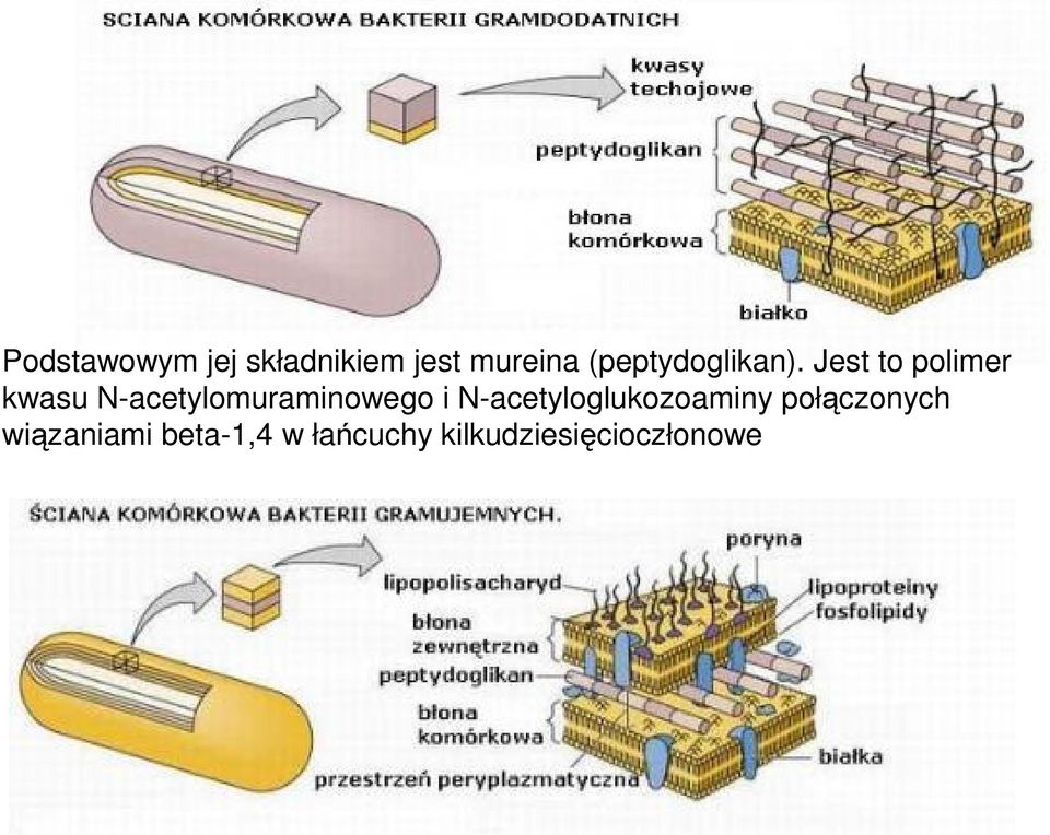 Jest to polimer kwasu N-acetylomuraminowego i