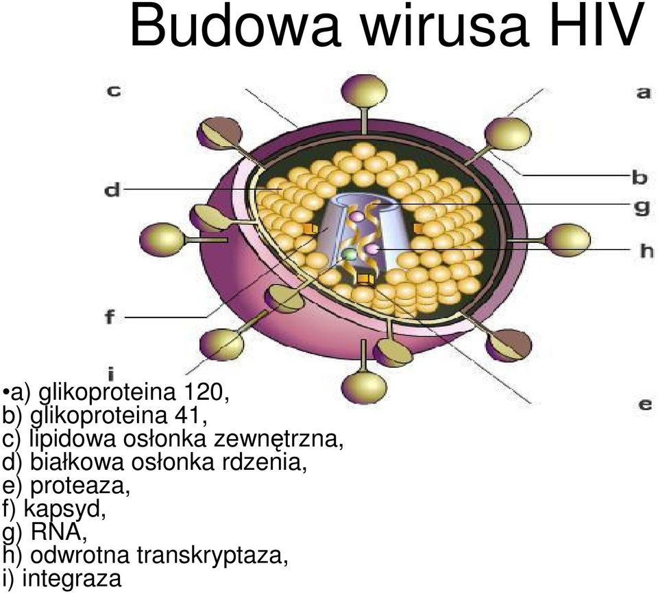 zewnętrzna, d) białkowa osłonka rdzenia, e)