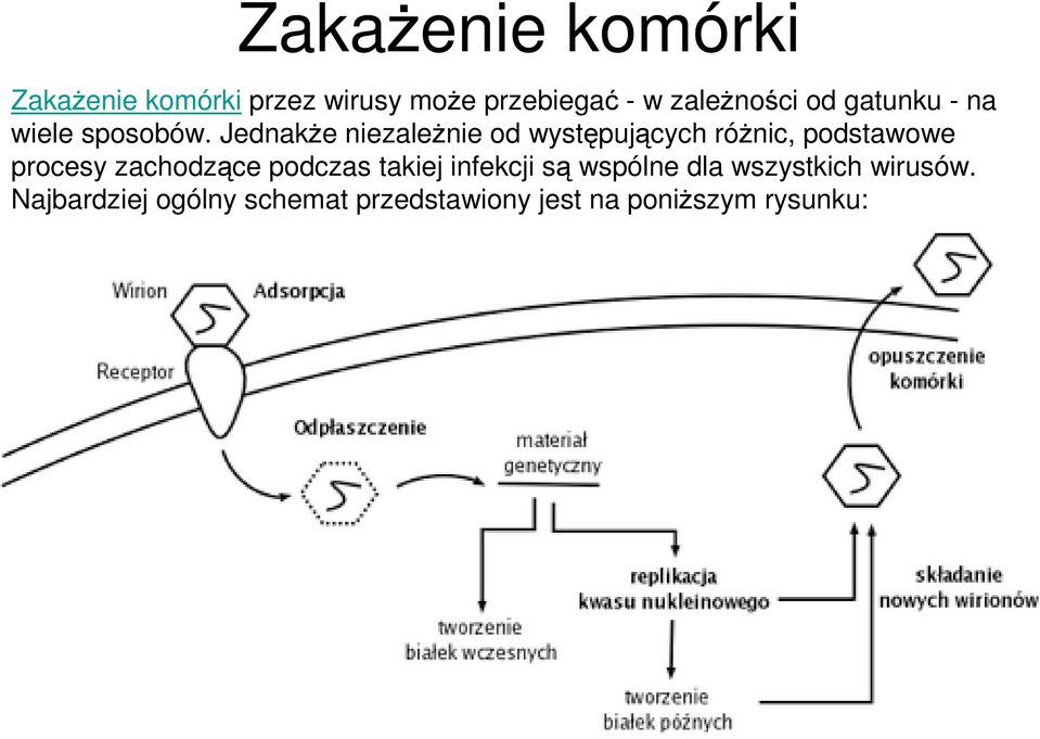 Jednakże niezależnie od występujących różnic, podstawowe procesy zachodzące