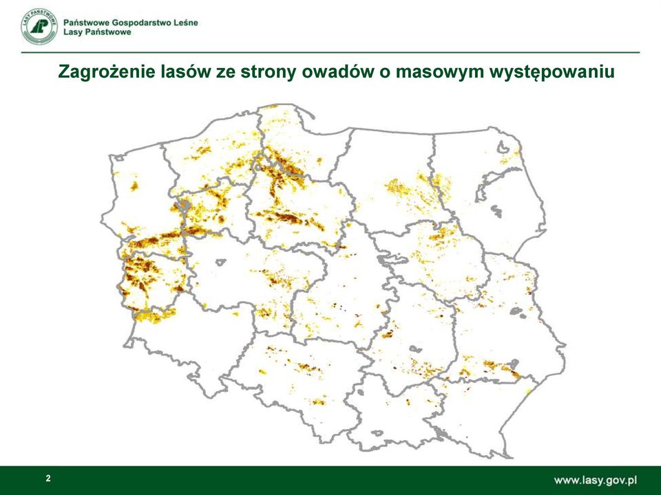 strony owadów