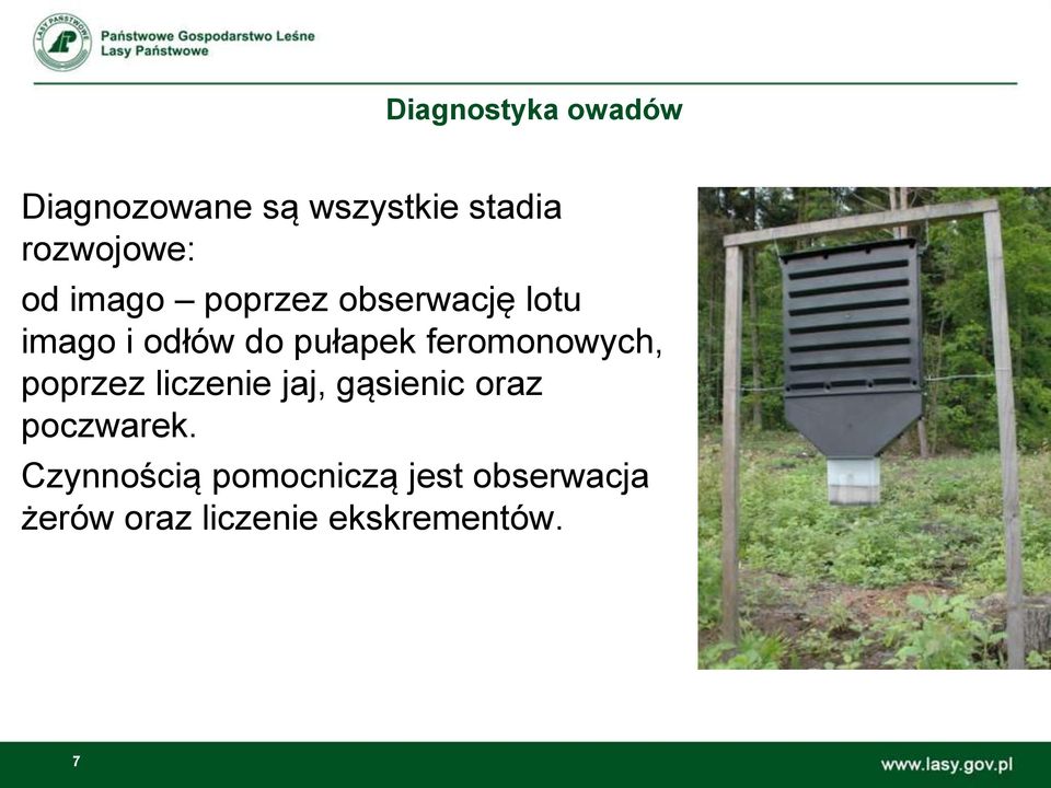 feromonowych, poprzez liczenie jaj, gąsienic oraz poczwarek.