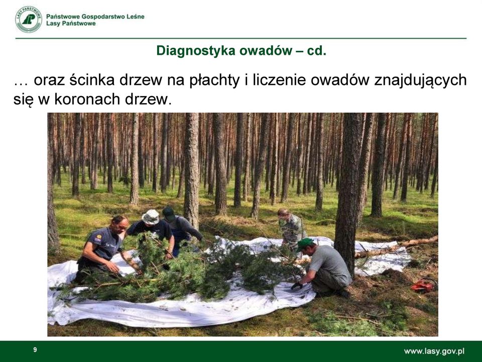 płachty i liczenie owadów
