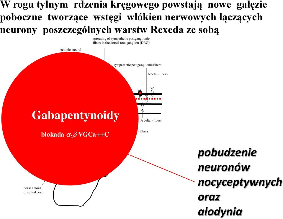 ganglion (DRG) sympathetic postganglionic fibers synapses DRG A beta - fibers Gabapentynoidy Rexed laminae of dorsal horn dorsal