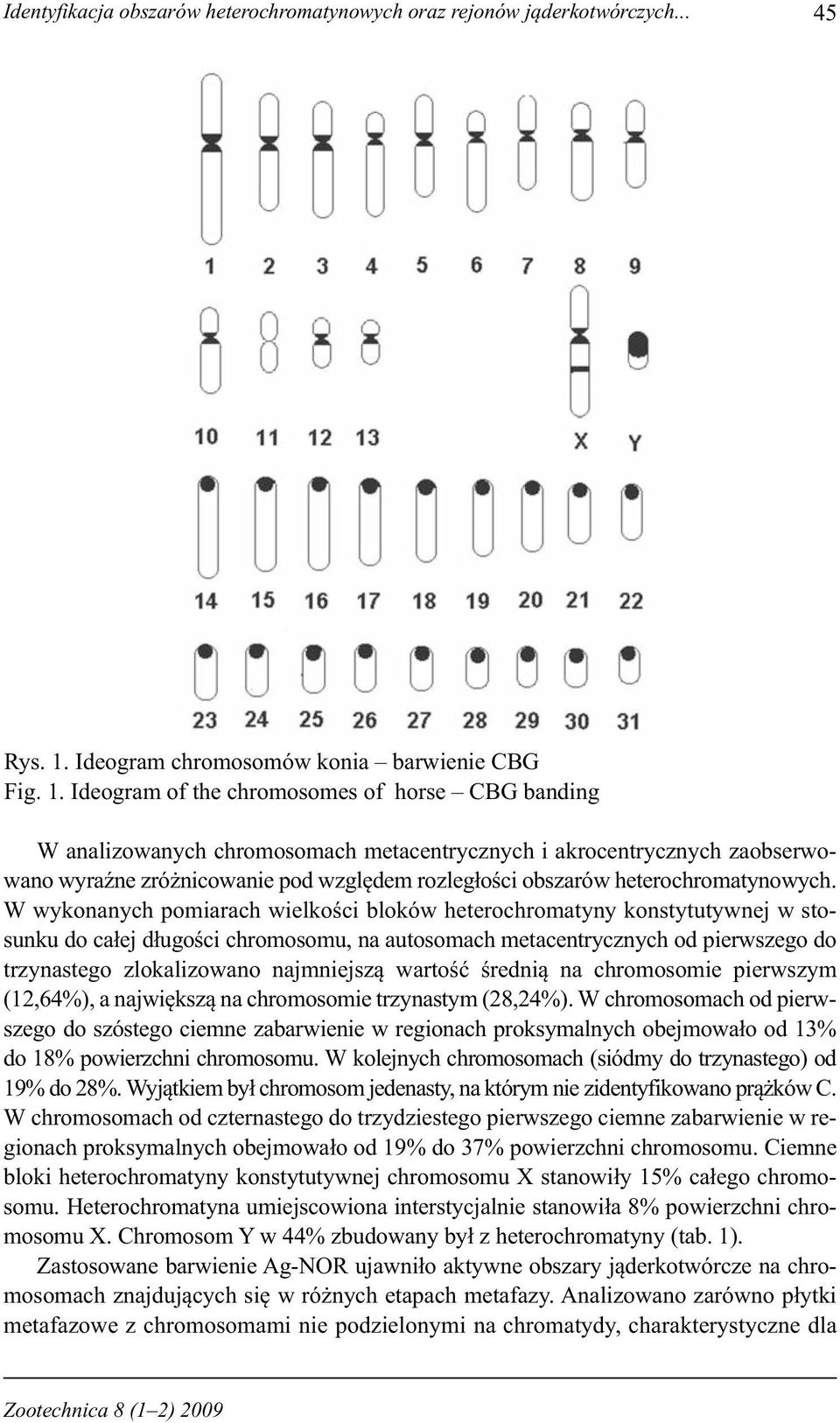 Ideogram of the chromosomes of horse CBG banding W analizowanych chromosomach metacentrycznych i akrocentrycznych zaobserwowano wyraźne zróżnicowanie pod względem rozległości obszarów