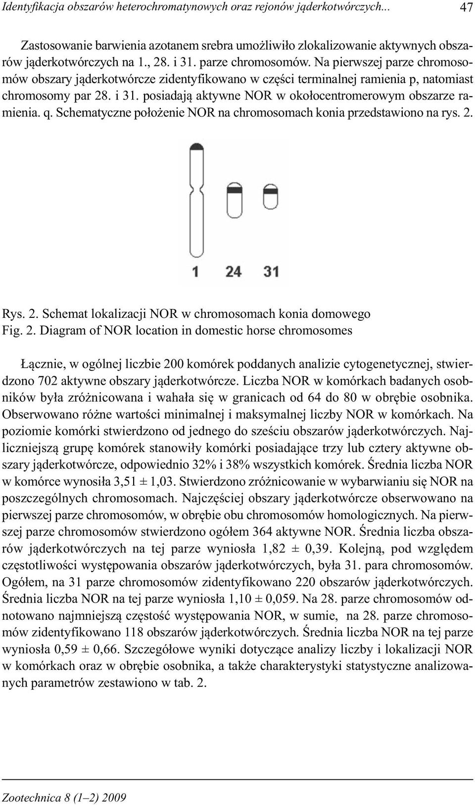 posiadają aktywne NOR w okołocentromerowym obszarze ramienia. q. Schematyczne położenie NOR na chromosomach konia przedstawiono na rys. 2. Rys. 2. Schemat lokalizacji NOR w chromosomach konia domowego Fig.