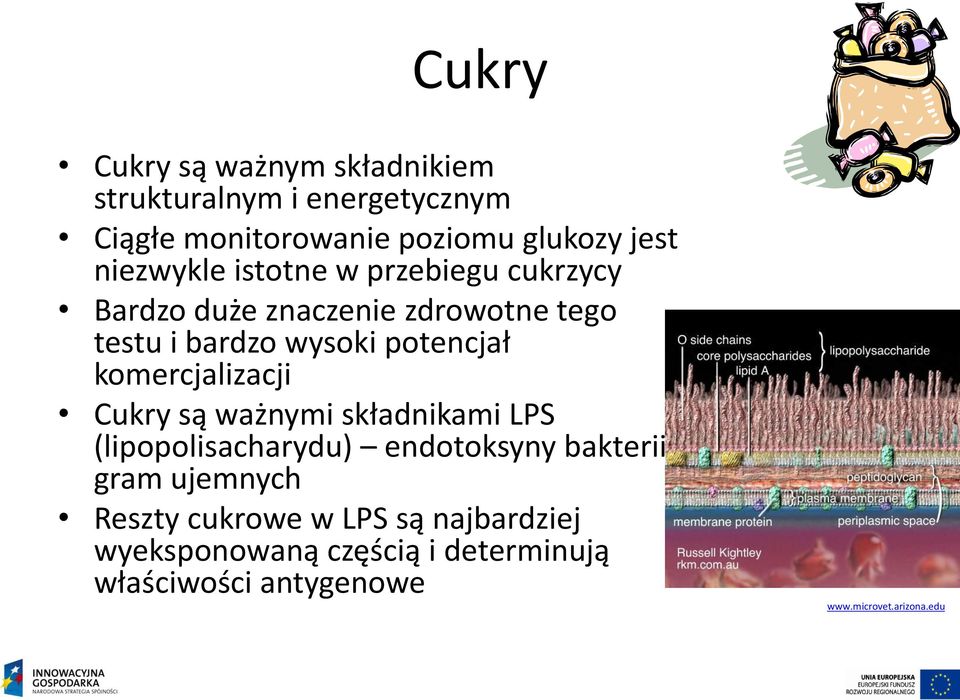 komercjalizacji Cukry są ważnymi składnikami LPS (lipopolisacharydu) endotoksyny bakterii gram ujemnych