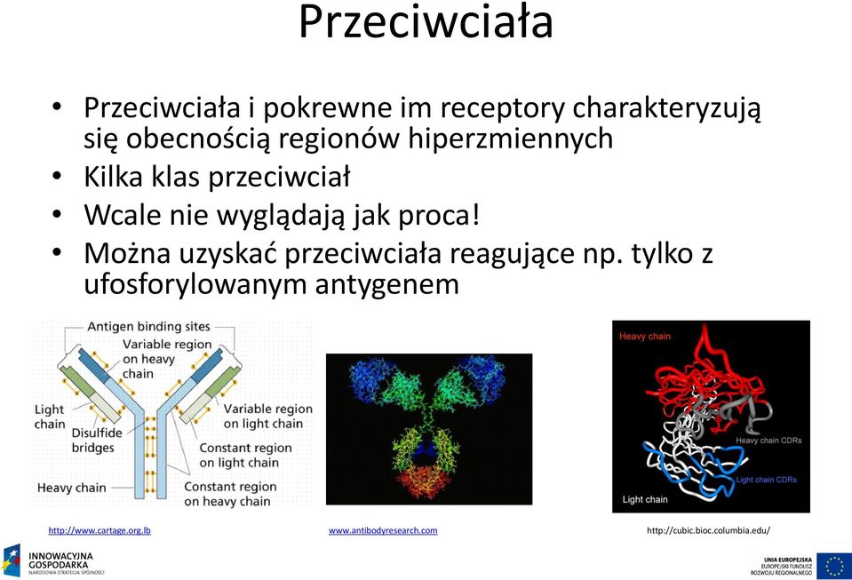 jak proca! Można uzyskad przeciwciała reagujące np.