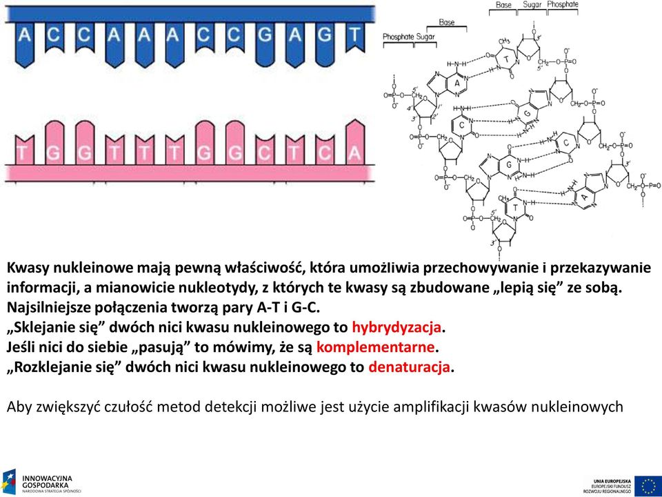 Sklejanie się dwóch nici kwasu nukleinowego to hybrydyzacja. Jeśli nici do siebie pasują to mówimy, że są komplementarne.