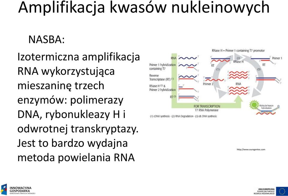 polimerazy DNA, rybonukleazy H i odwrotnej transkryptazy.