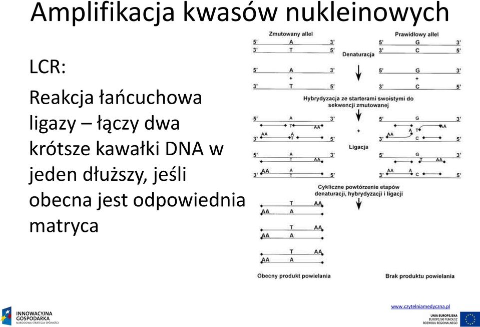 kawałki DNA w jeden dłuższy, jeśli obecna