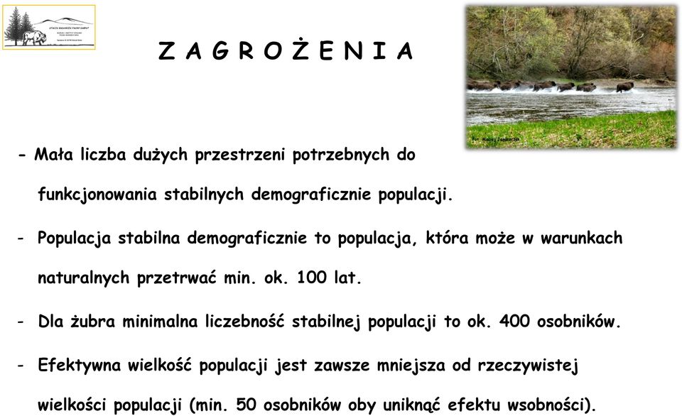 ok. 100 lat. - Dla żubra minimalna liczebność stabilnej populacji to ok. 400 osobników.