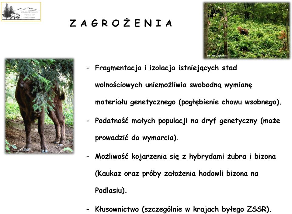 - Podatność małych populacji na dryf genetyczny (może prowadzić do wymarcia).