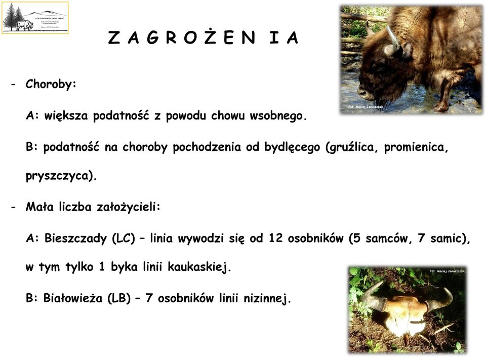 - Mała liczba założycieli: A: Bieszczady (LC) linia wywodzi się od 12 osobników (5