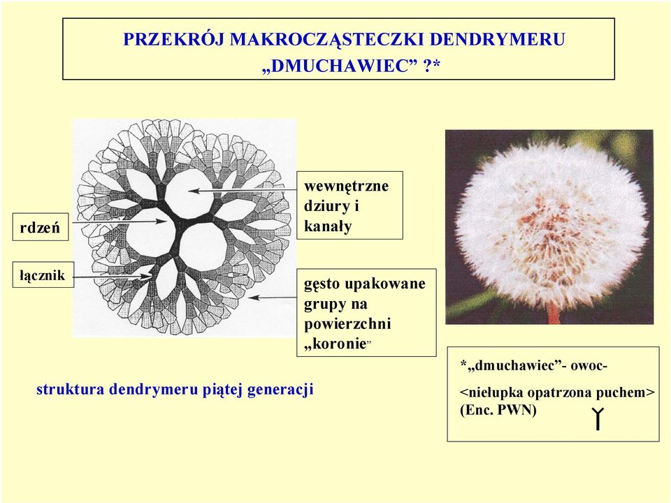 dendrymeru piątej generacji gęsto upakowane grupy na