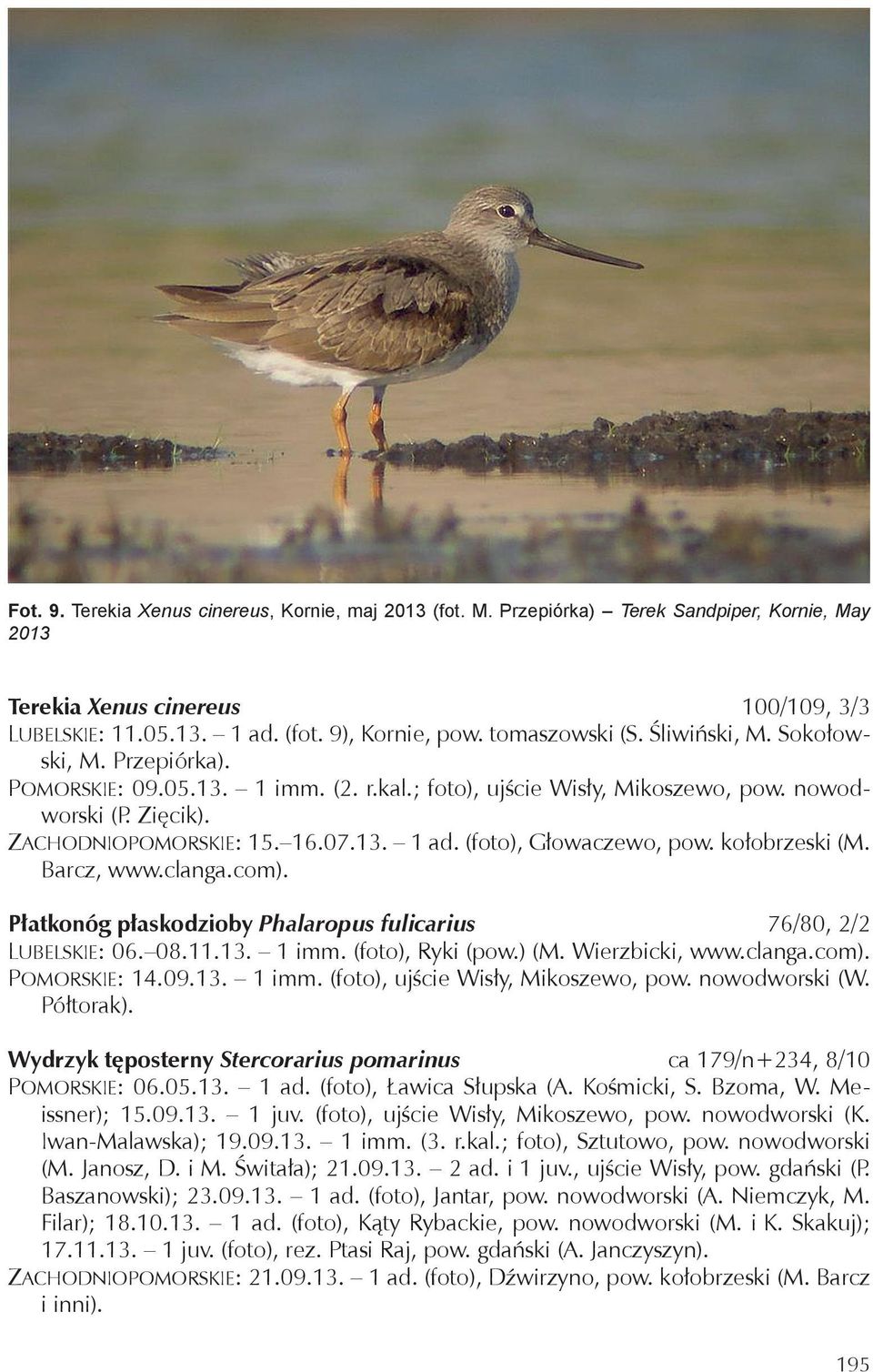 (foto), Głowaczewo, pow. kołobrzeski (M. Barcz, www.clanga.com). Płatkonóg płaskodzioby Phalaropus fulicarius 76/80, 2/2 Lubelskie: 06. 08.11.13. 1 imm. (foto), Ryki (pow.) (M. Wierzbicki, www.clanga.com). Pomorskie: 14.