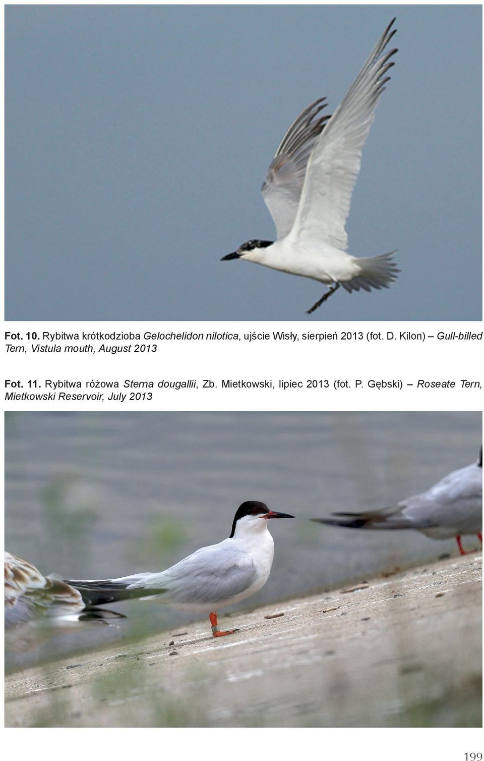 2013 (fot. D. Kilon) Gull-billed Tern, Vistula mouth, August 2013 Fot.