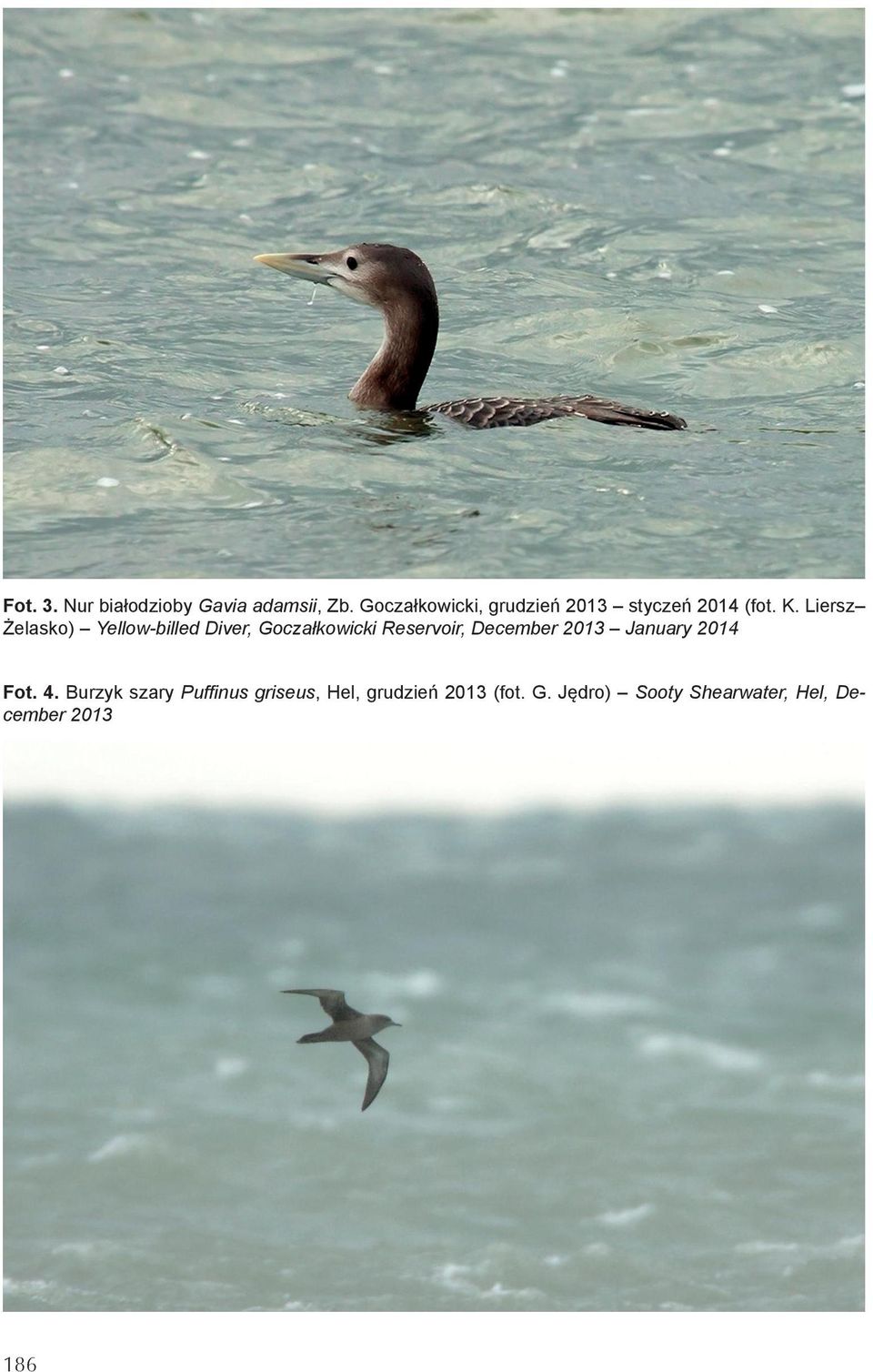 Liersz Żelasko) Yellow-billed Diver, Goczałkowicki Reservoir, December