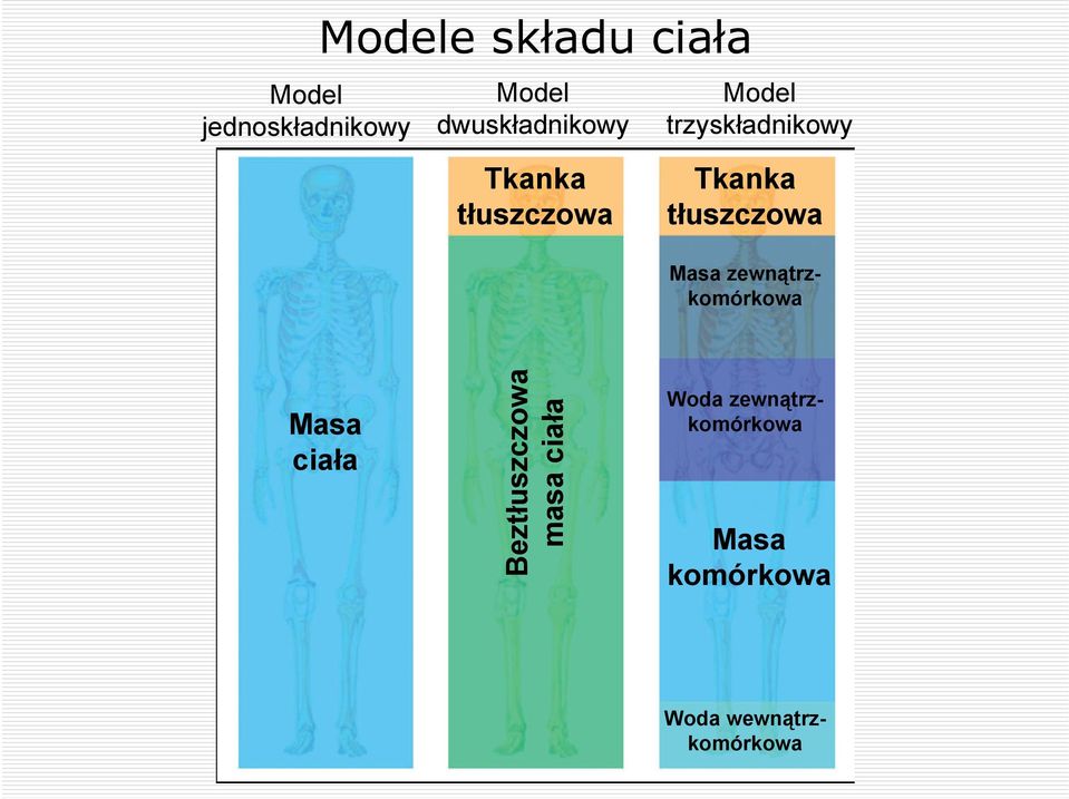 Tkanka tłuszczowa Masa zewnątrzkomórkowa Masa ciała