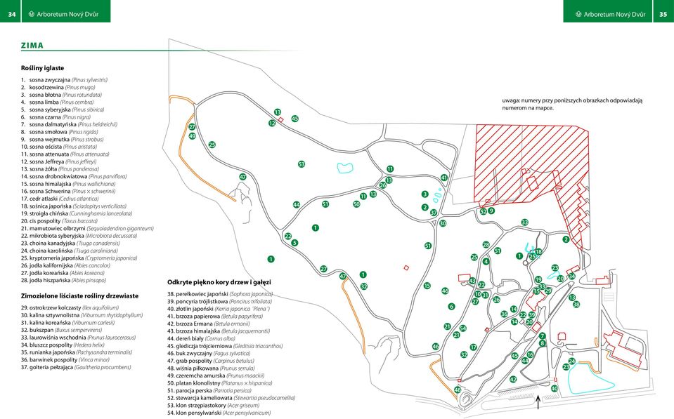 sosna oścista (Pinus aristata) 11. sosna attenuata (Pinus attenuata) 12. sosna Jeffreya (Pinus jeffreyi) 13. sosna żółta (Pinus ponderosa) 14. sosna drobnokwiatowa (Pinus parviflora) 15.