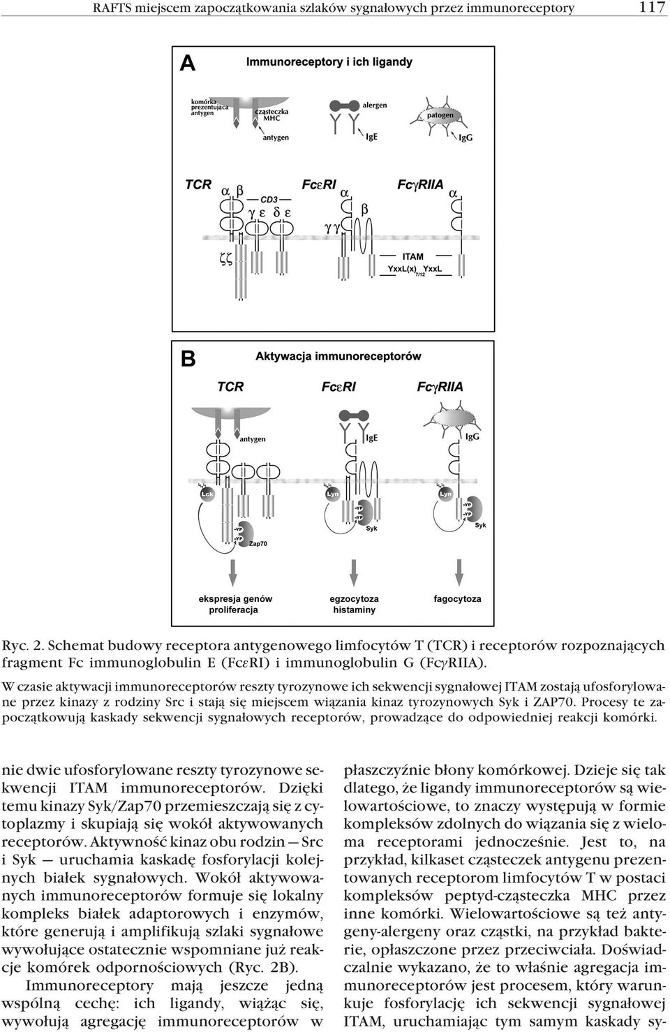 W czasie aktywacji immunoreceptorów reszty tyrozynowe ich sekwencji sygnałowej ITAM zostają ufosforylowane przez kinazy z rodziny Src i stają się miejscem wiązania kinaz tyrozynowych Syk i ZAP70.